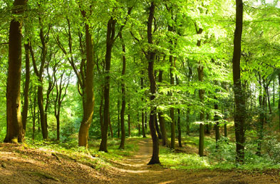 holzart buche beispiel jpg