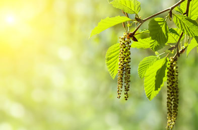 holzart erle beispiel jpg