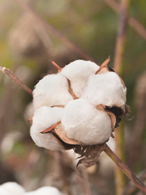 organic cotton futon