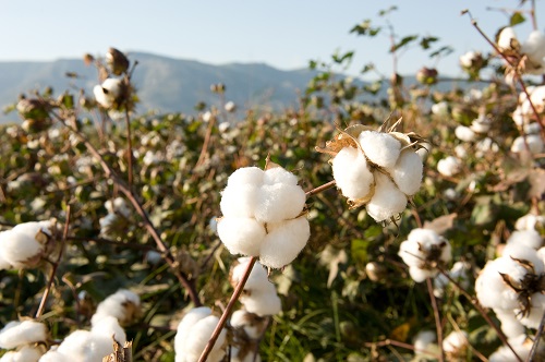 baumwolle_im_futon baumwolle_im_futon