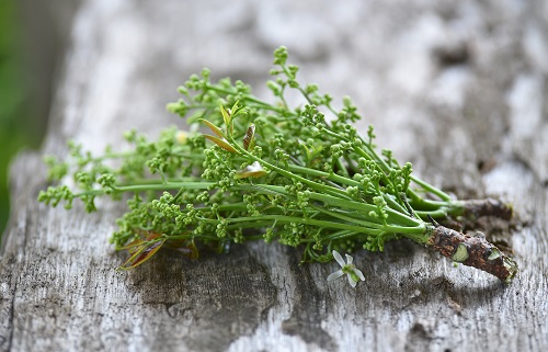 bio-neem_vom_neembaum bio-neem_vom_neembaum